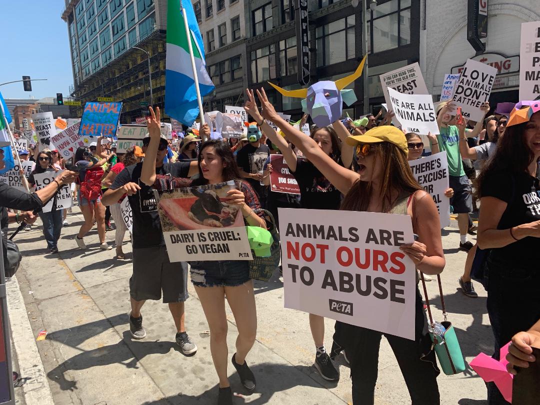 large group turnout for animal rights march: go vegan